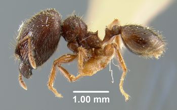 Media type: image; Entomology 9090